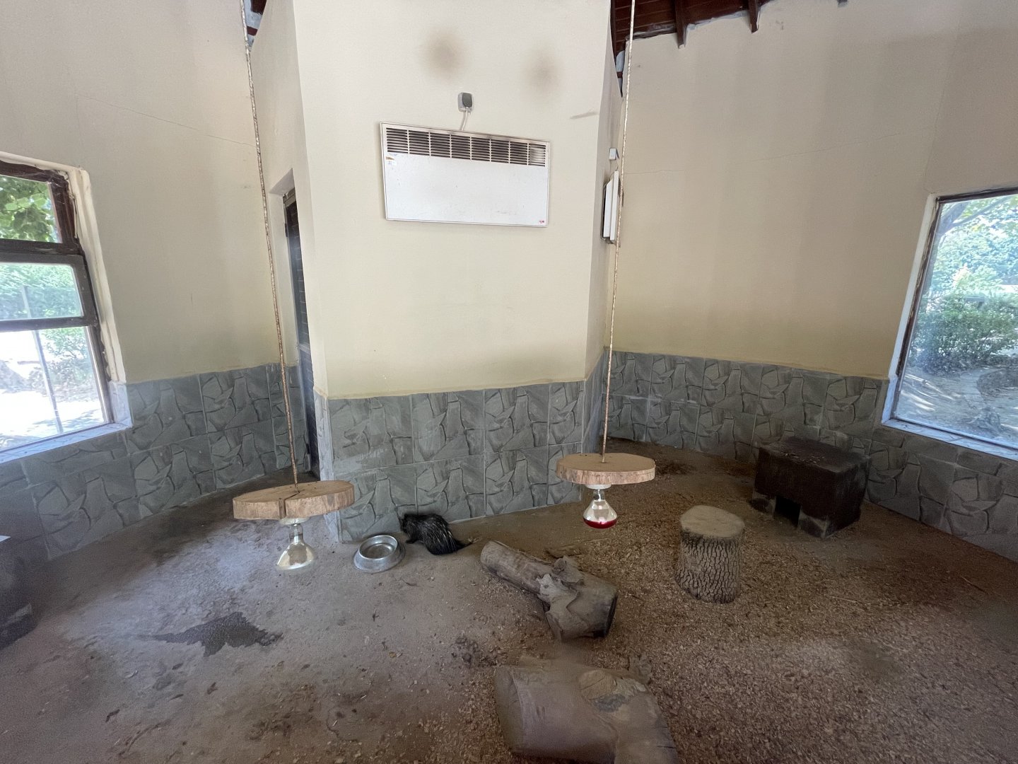 African brush tailed porcupine and meerkat indoor exhibit