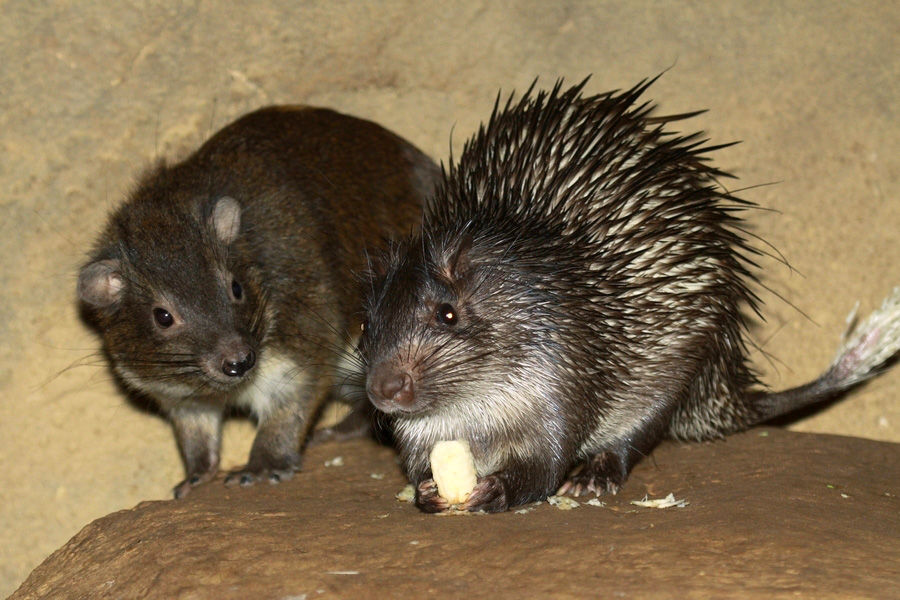 African Brush-Tailed Porcupine and Tree Hyrax