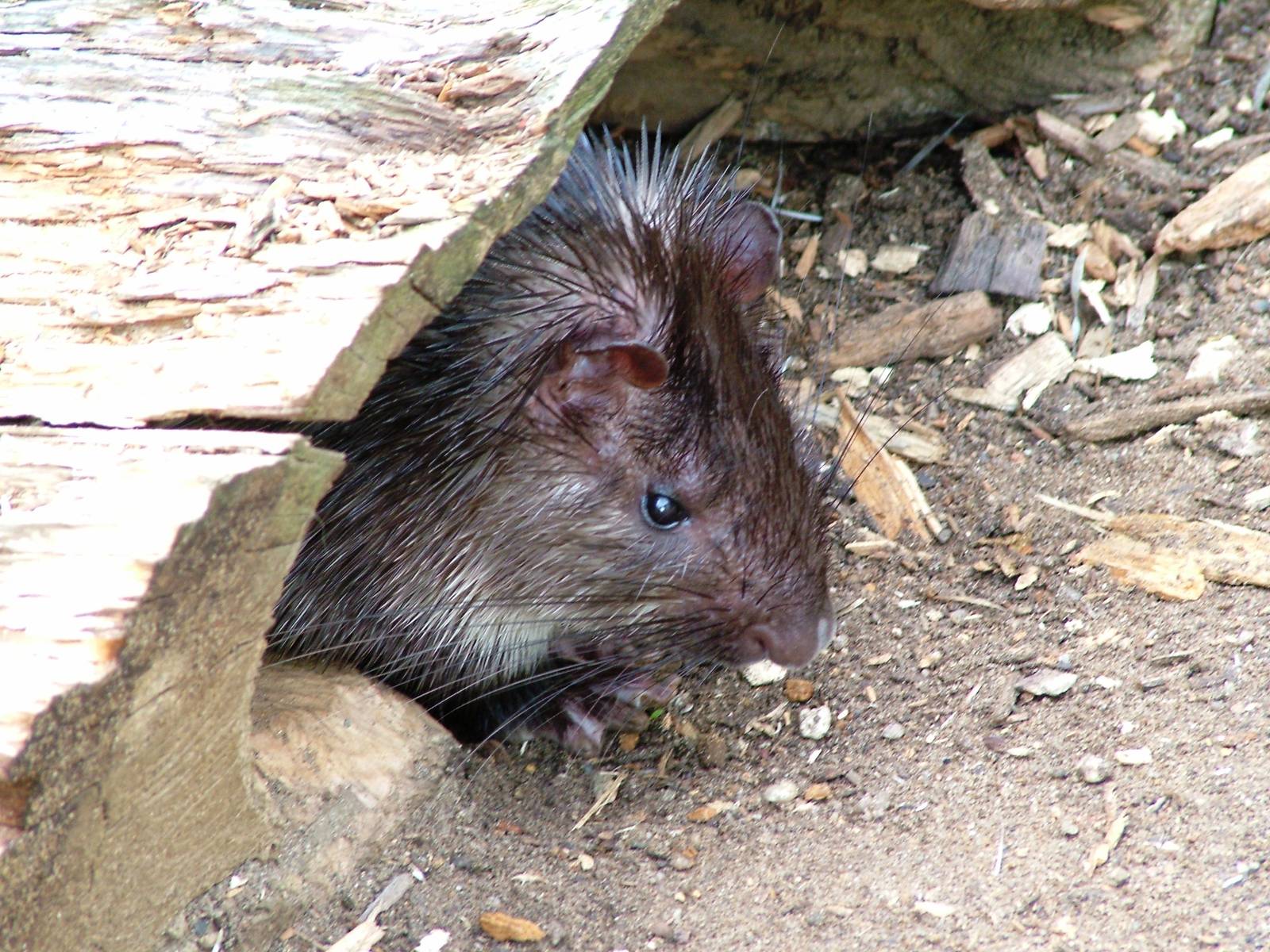 African Brush-tailed Porcupine at Prague, 25/08/12