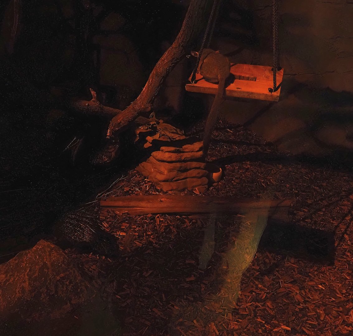 African brush-tailed porcupine (Atherurus africanus) and Senegal bushbaby (Galago senegalensis), 2025-08-03