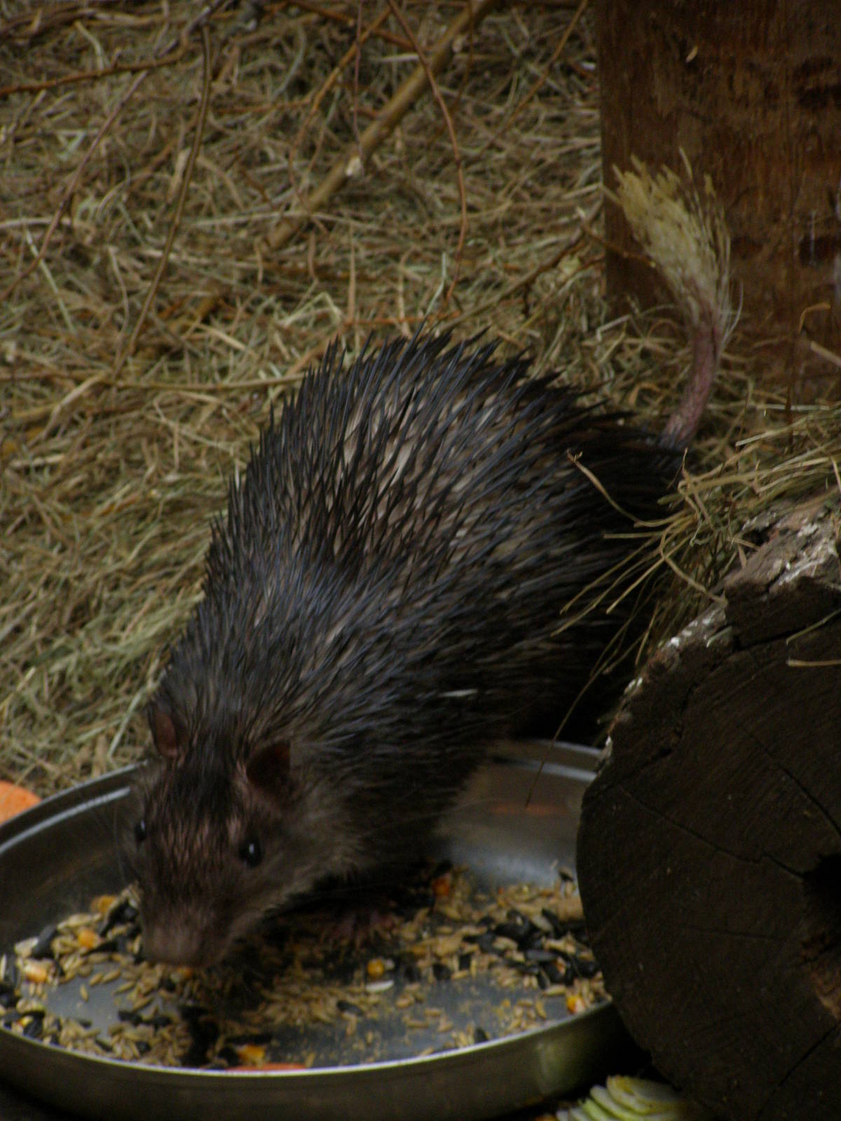 African brush-tailed porcupine (Atherurus africanus)