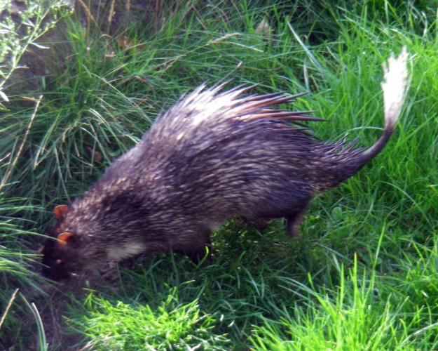 African Brush-tailed Porcupine (Atherurus africanus)