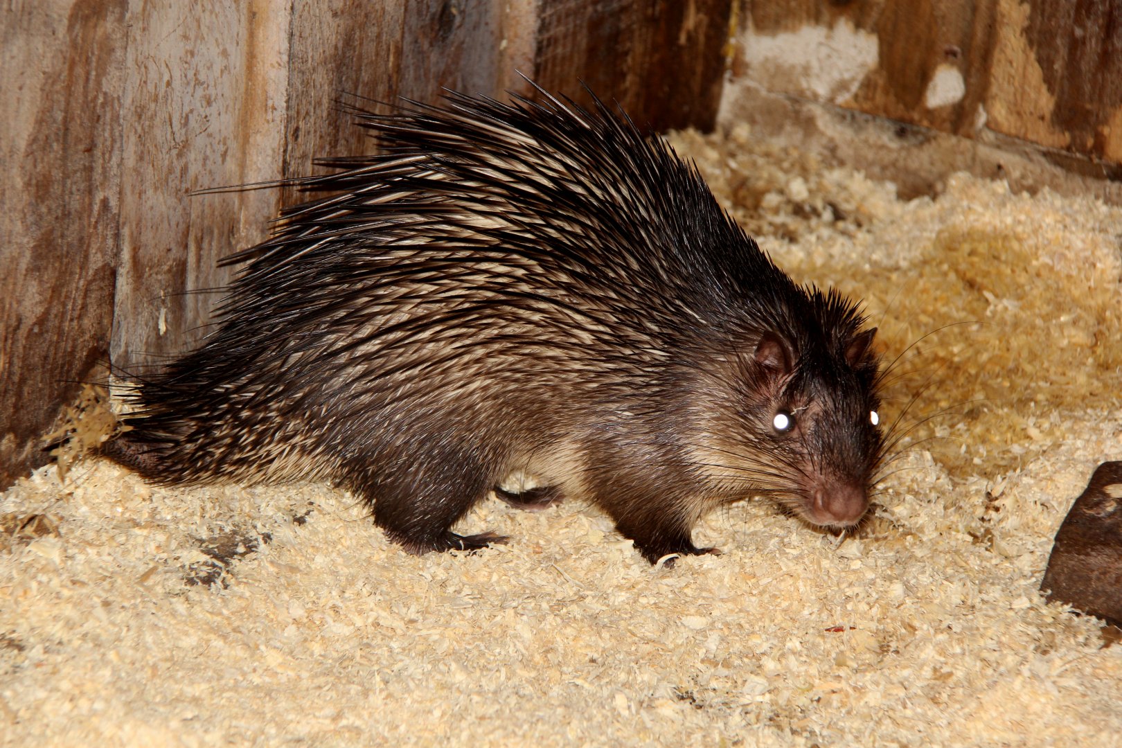 African brush-tailed porcupine (Atherurus africanus)