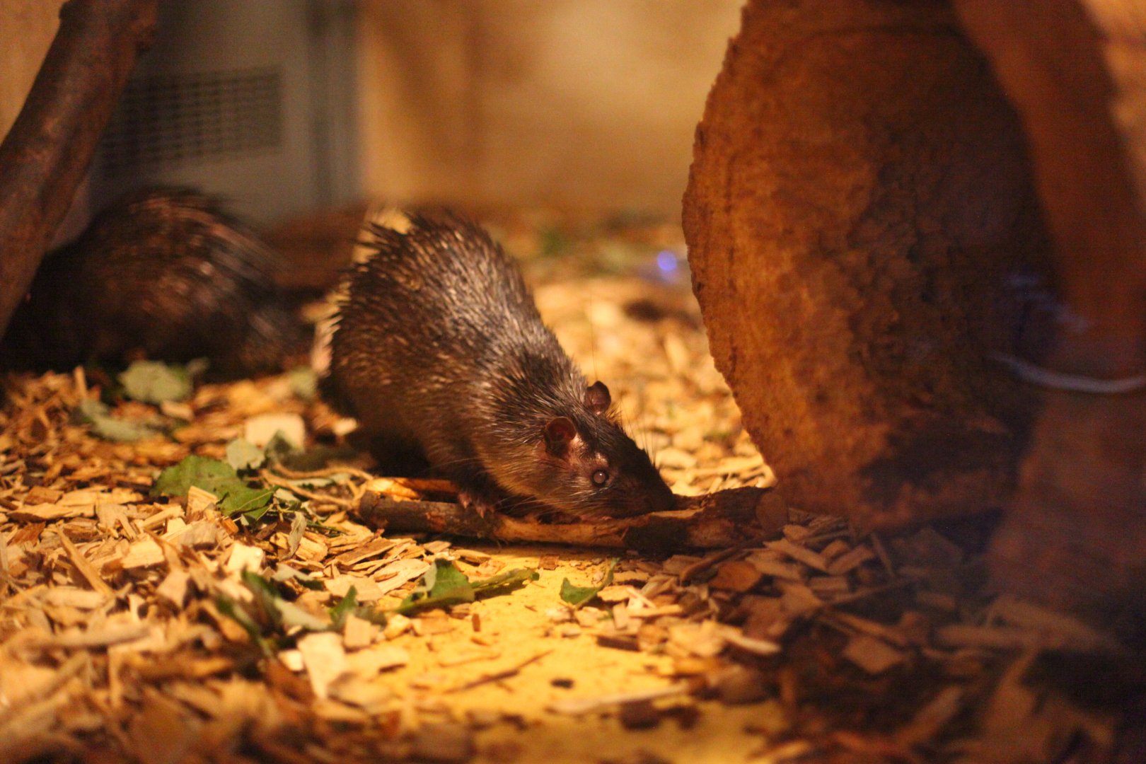 African brush-tailed porcupine (Atherurus africanus)