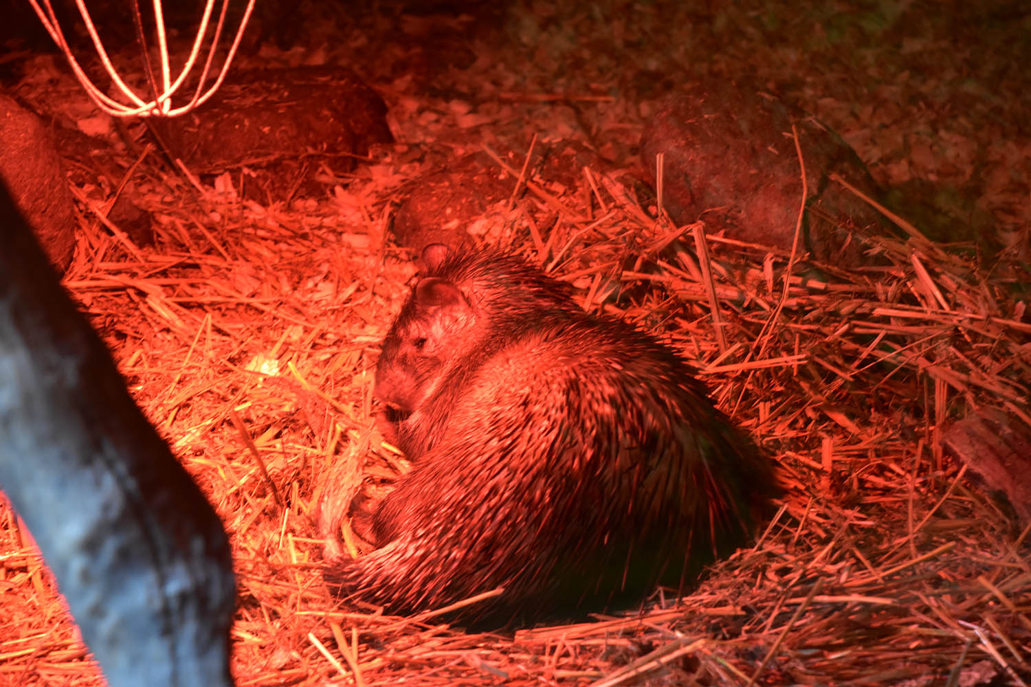 African brush-tailed porcupine (Atherurus africanus)