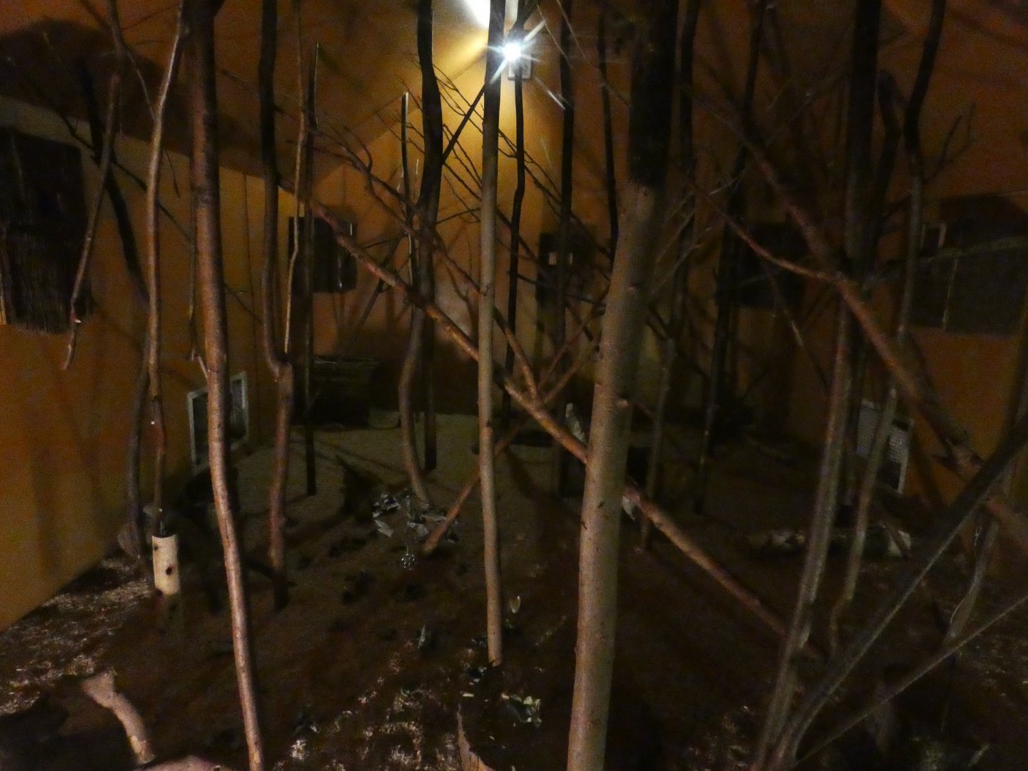 African brush-tailed porcupine enclosure