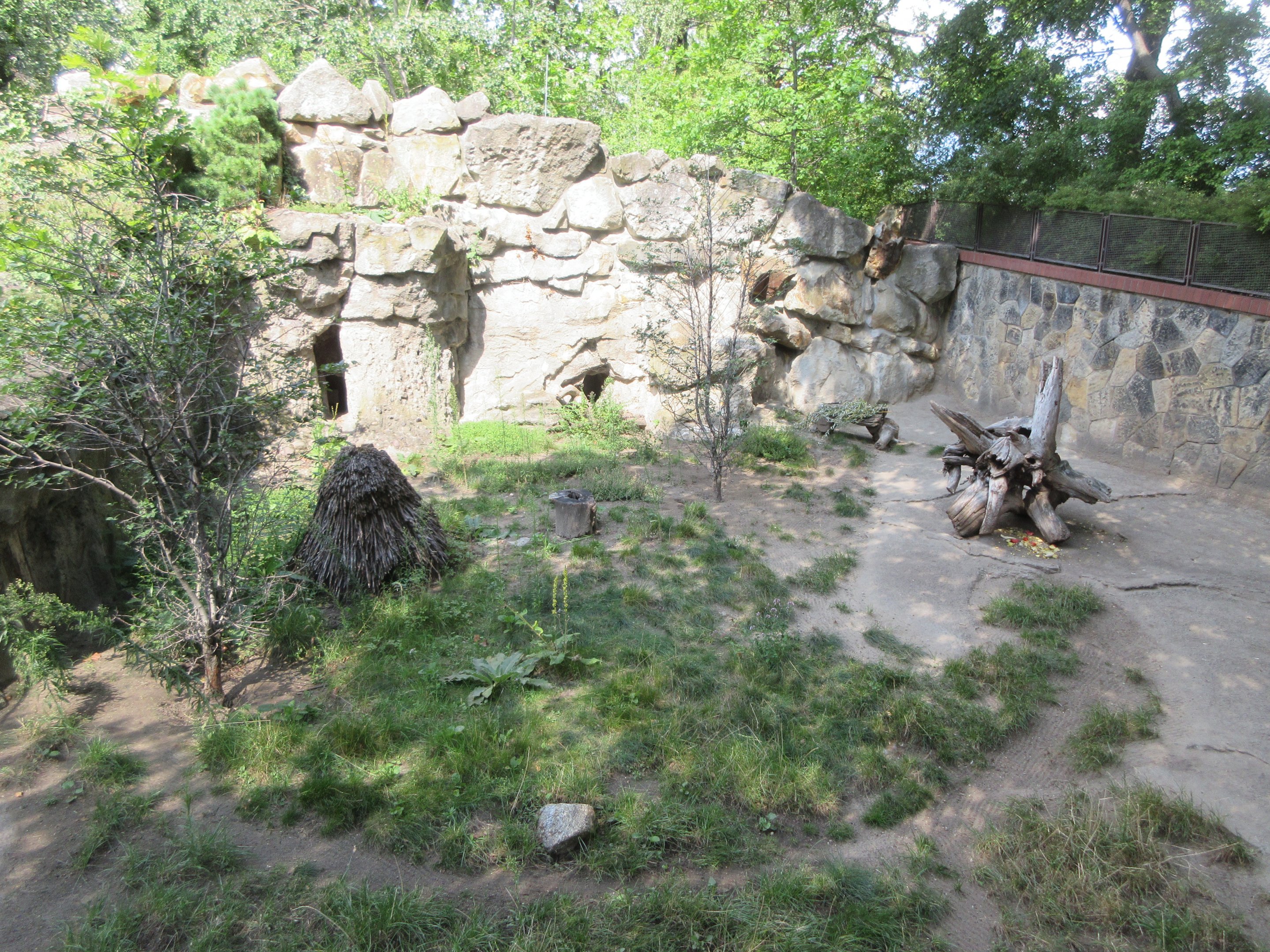 African Brush-tailed Porcupine Exhibit
