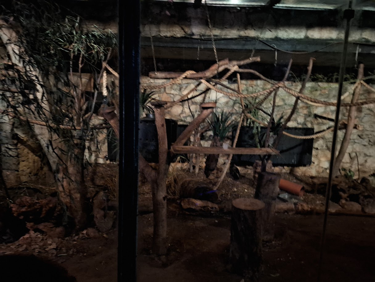 African Brush-tailed Porcupine & Senegal Galago - Left side