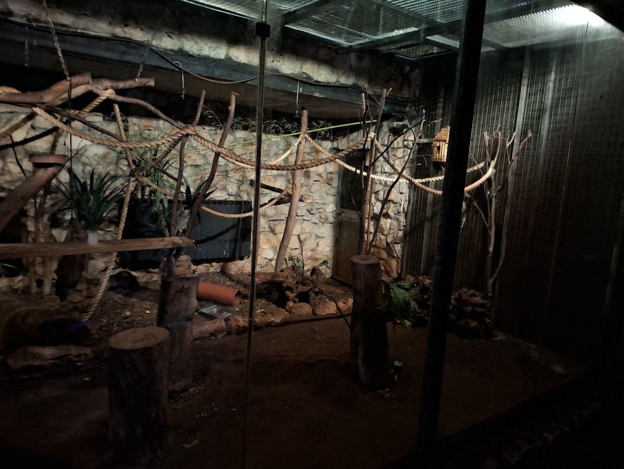 African Brush-tailed Porcupine & Senegal Galago - right side