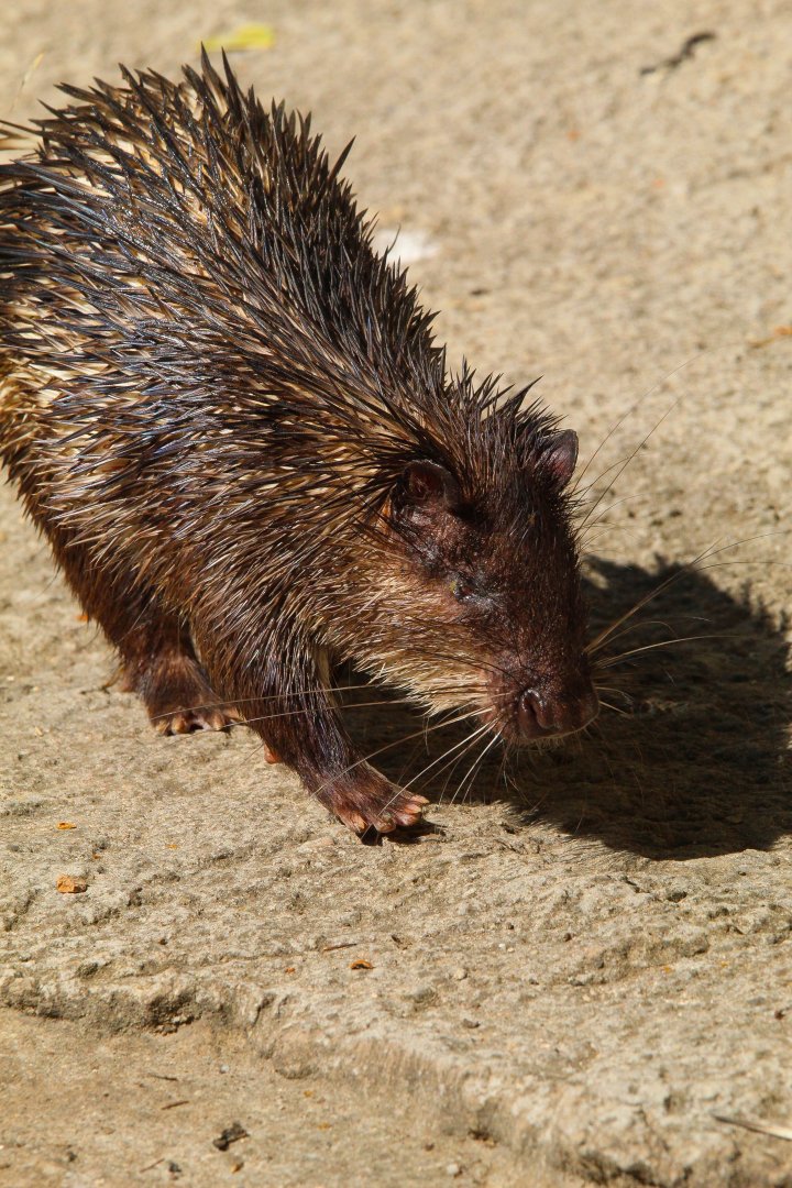 African Brush Tailed Porcupine- September 2024