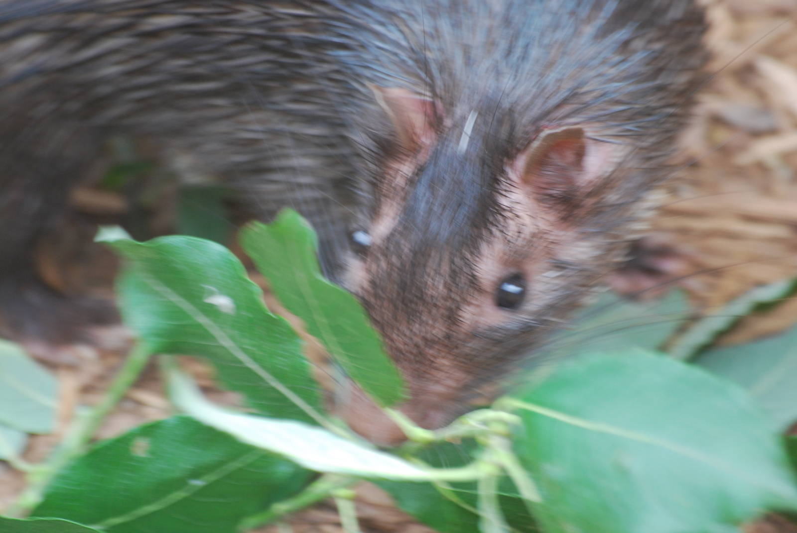 African brush-tailed porcupine