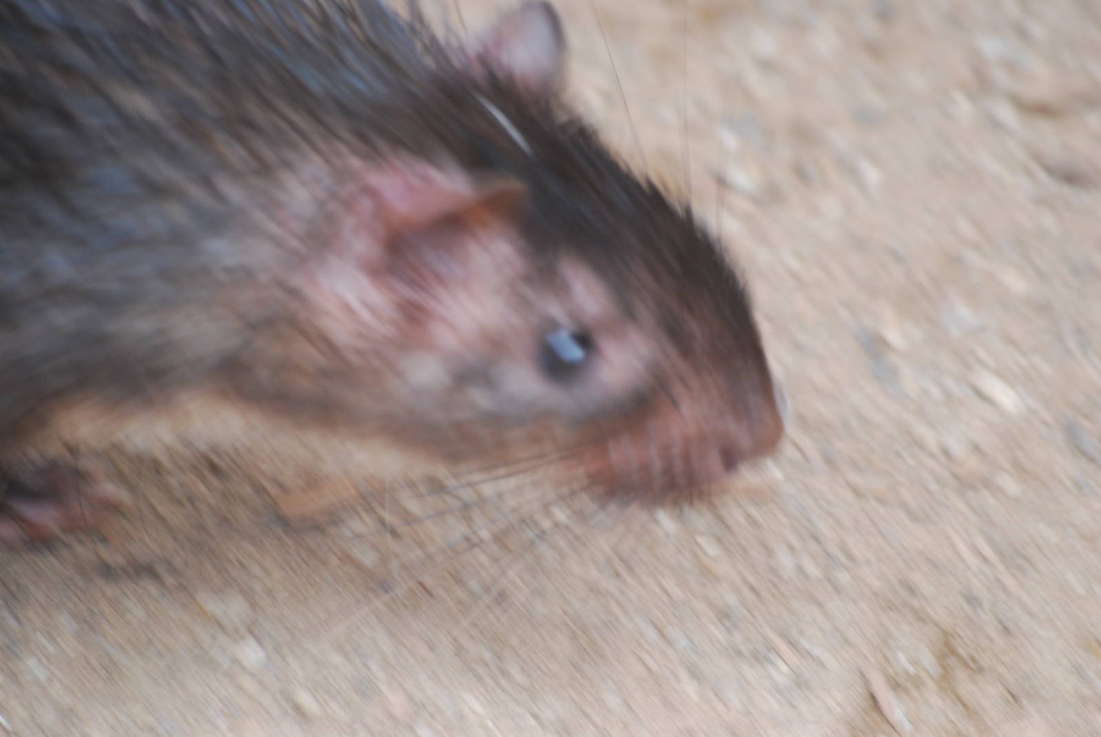 African brush-tailed porcupine