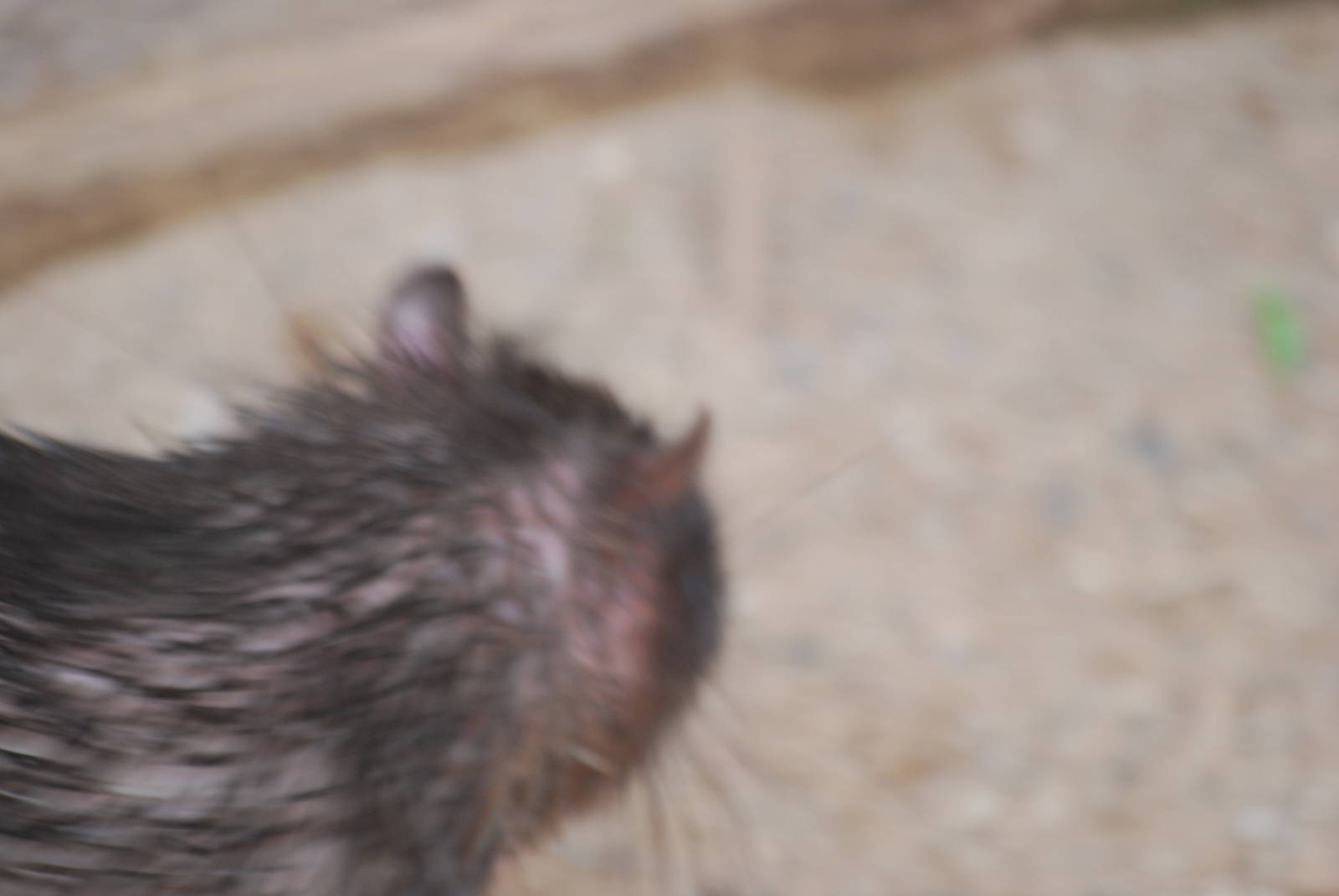 African brush-tailed porcupine