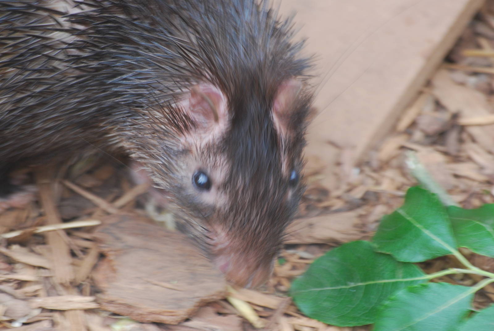 African brush-tailed porcupine