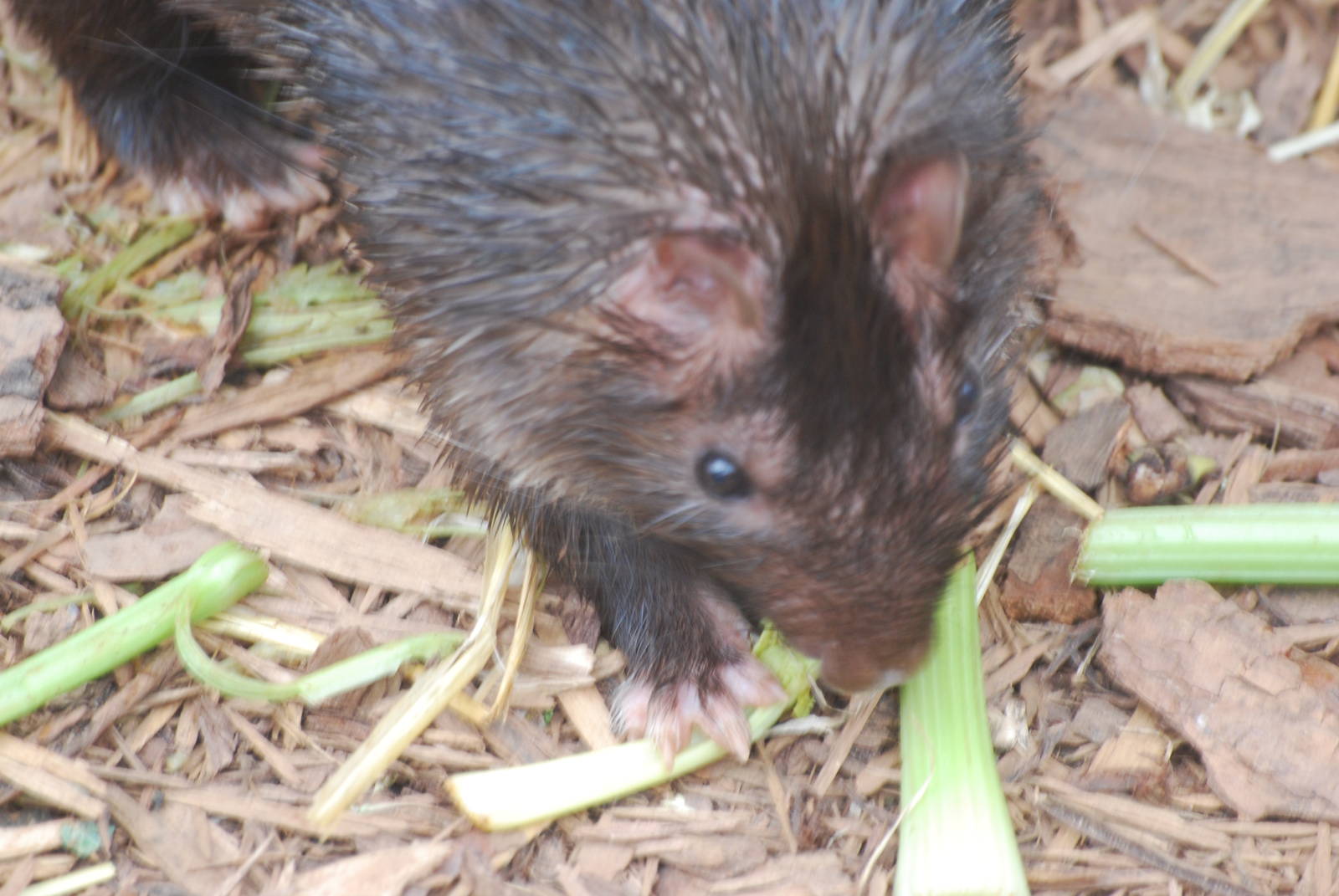 African brush-tailed porcupine