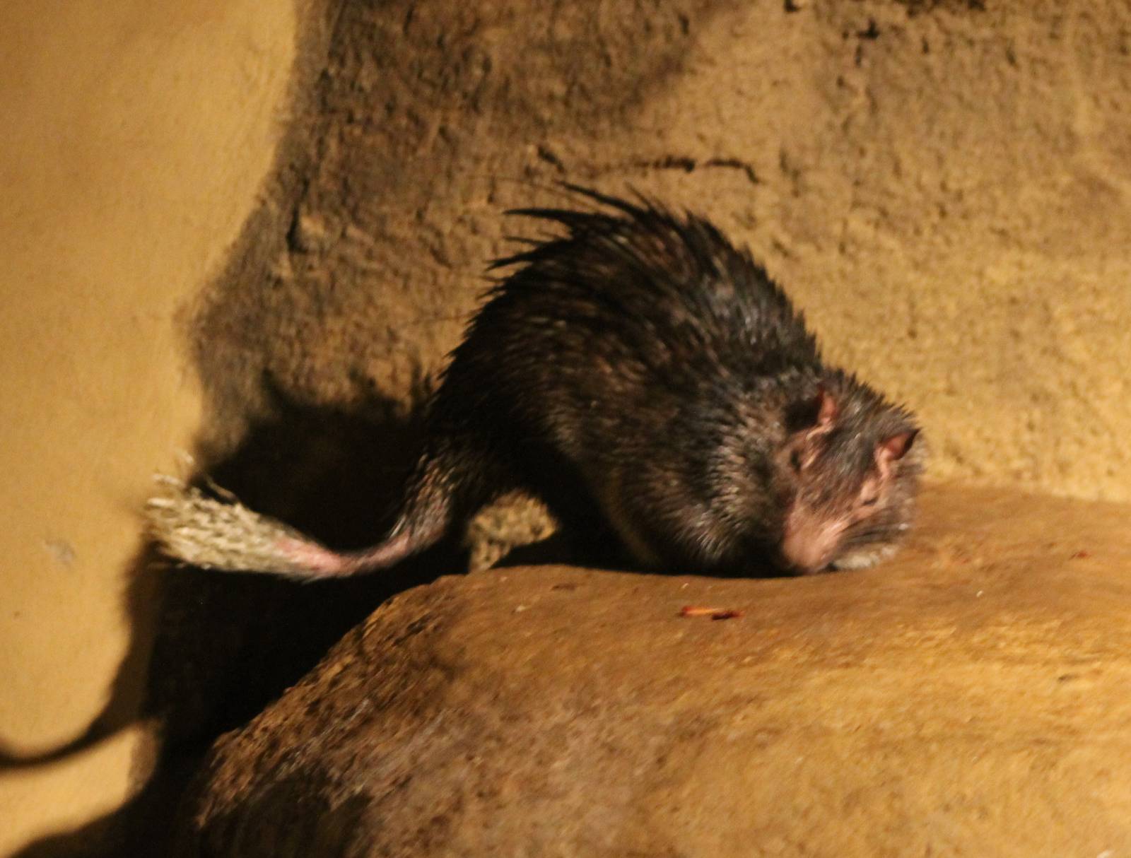 African brush-tailed porcupine