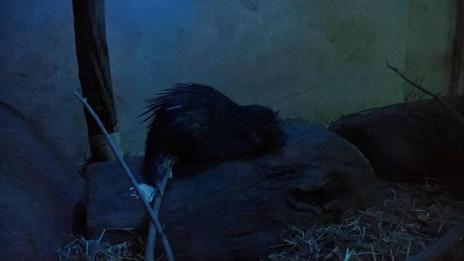 African brush-tailed porcupine