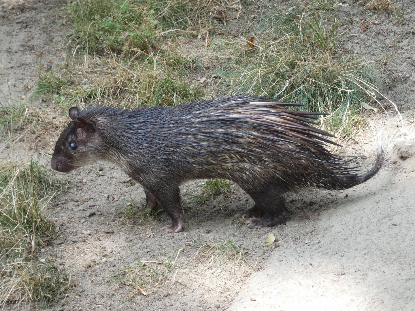 African Brush-tailed Porcupine