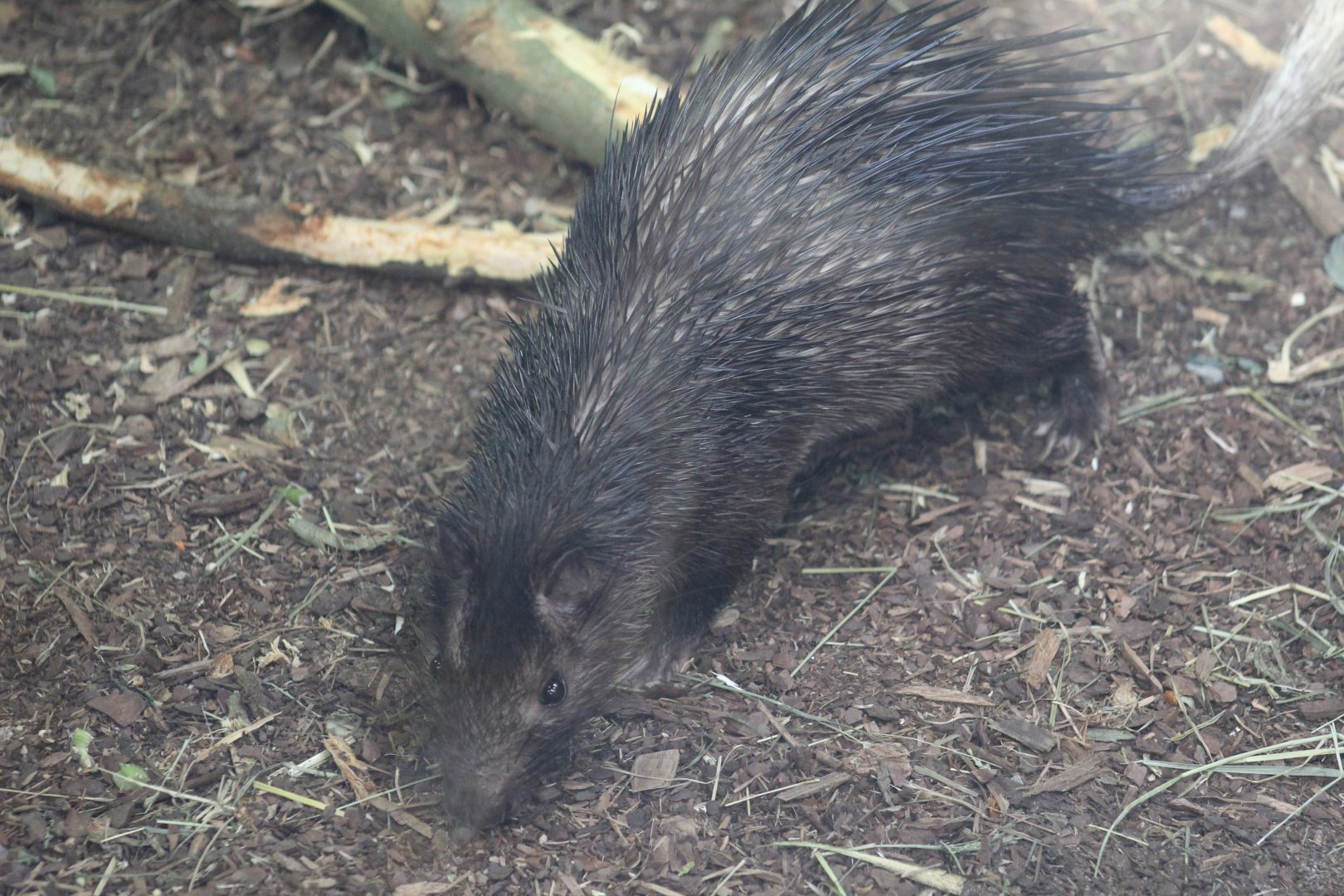 African Brush-Tailed Porcupine
