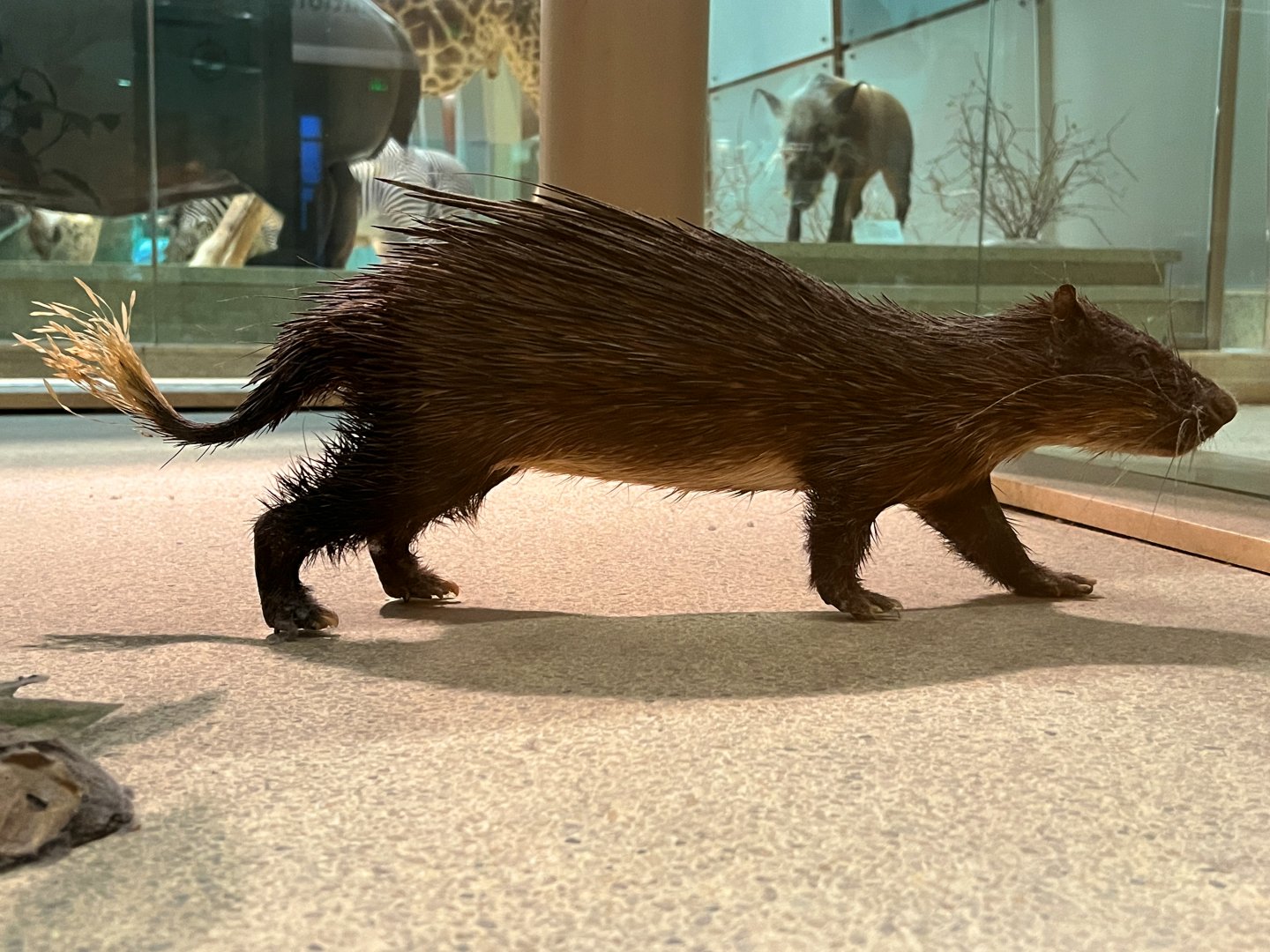 African Brush Tailed Porcupine