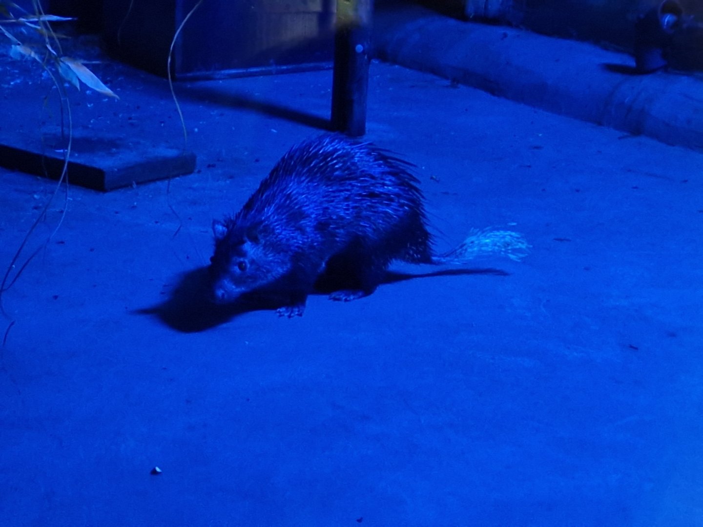 African brush-tailed porcupine