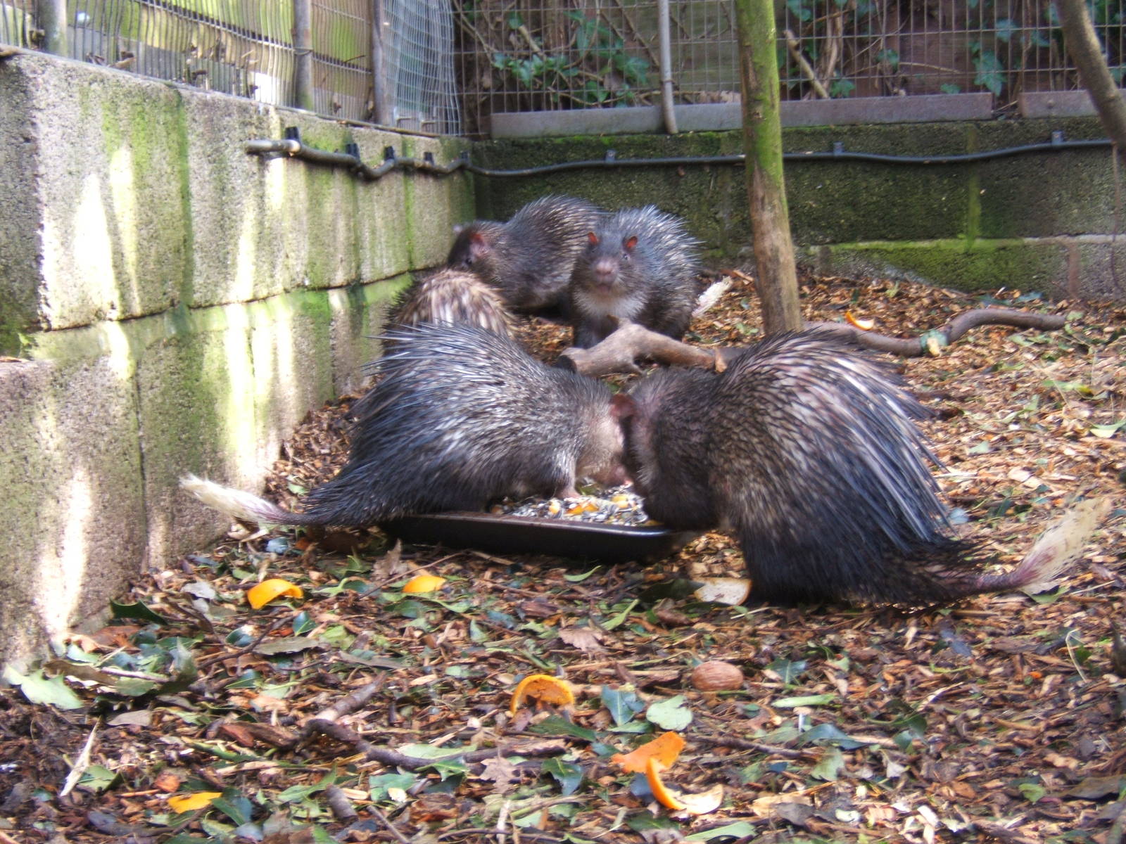 African Brush-tailed Porcupine