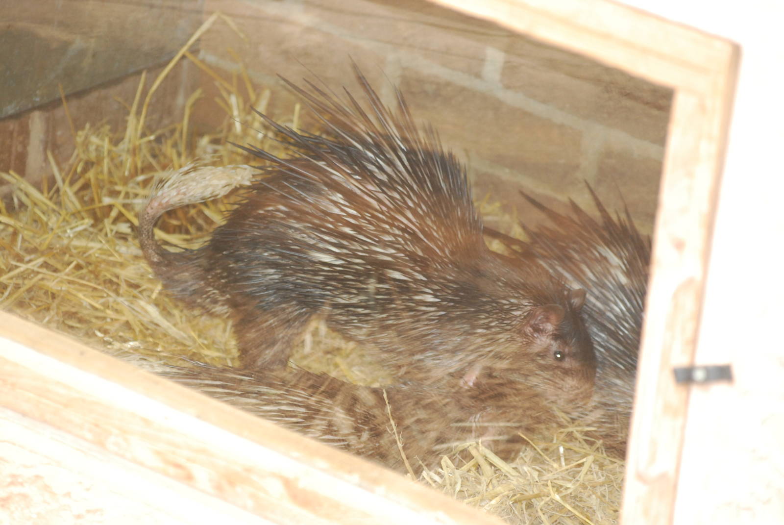 African brush-tailed porcupines