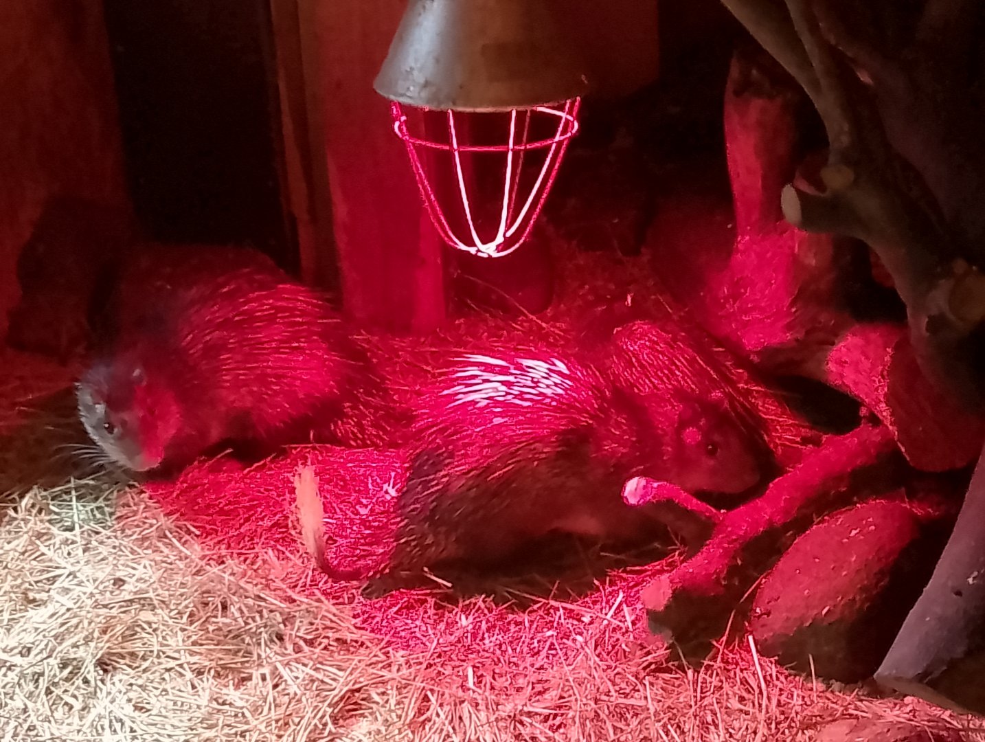 African brush-tailed porcupines