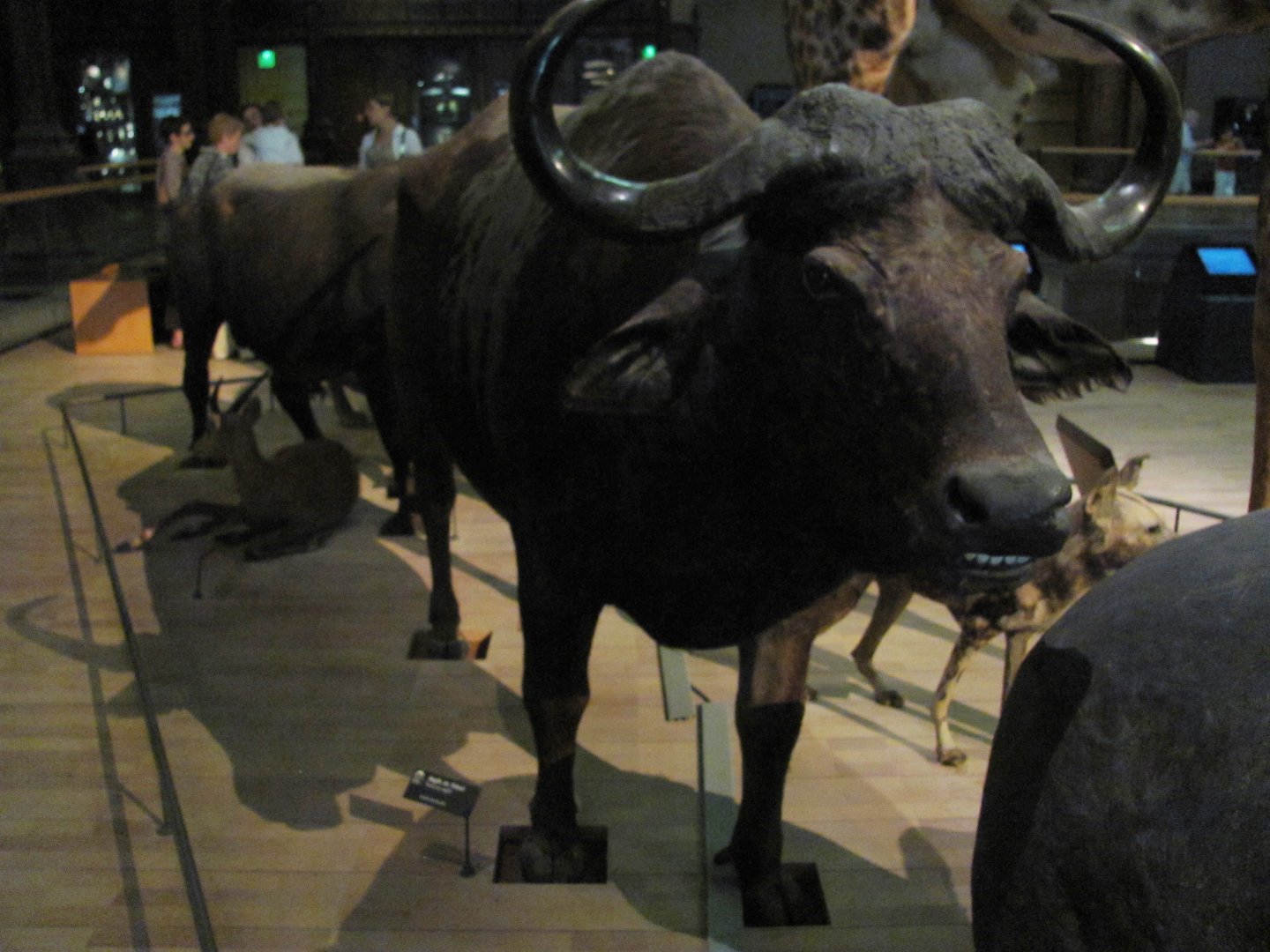 African Buffalo 1