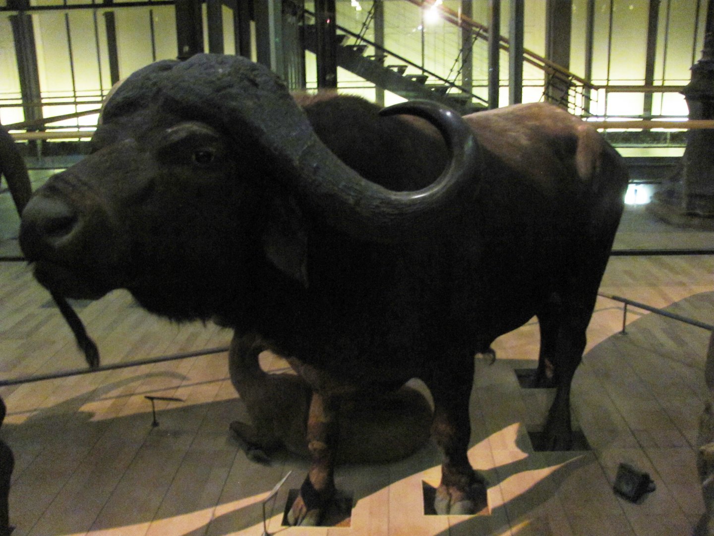 African Buffalo 2