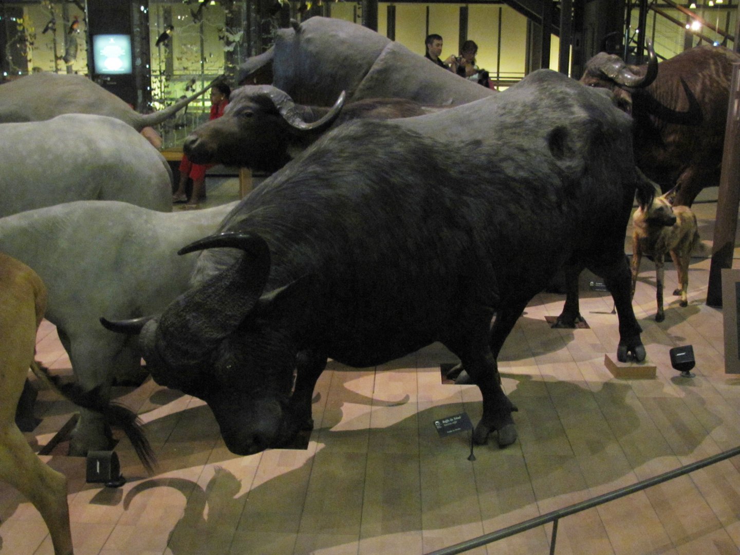 African Buffalo 3