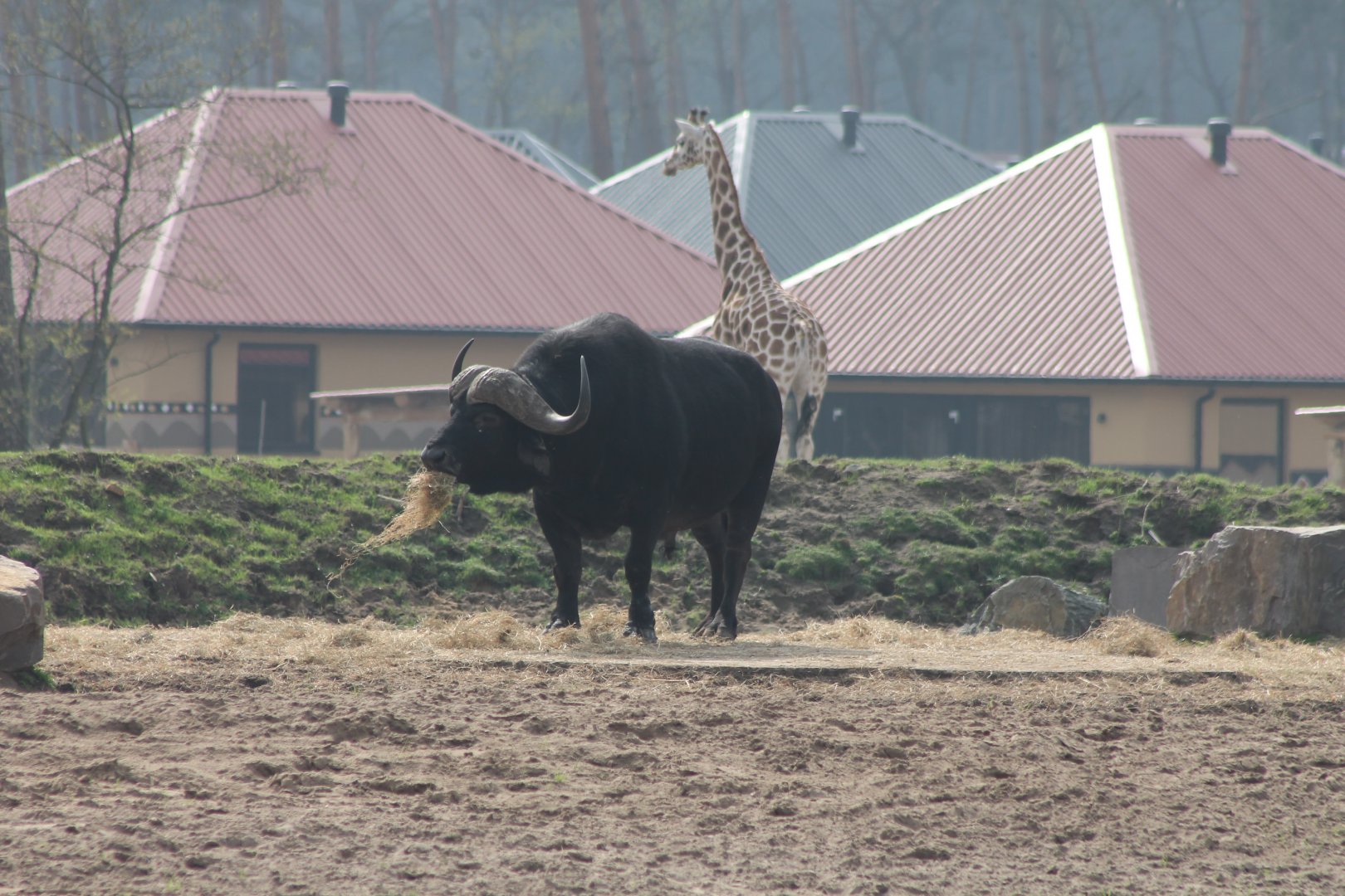 African buffalo anf Giraffe in front of new resort
