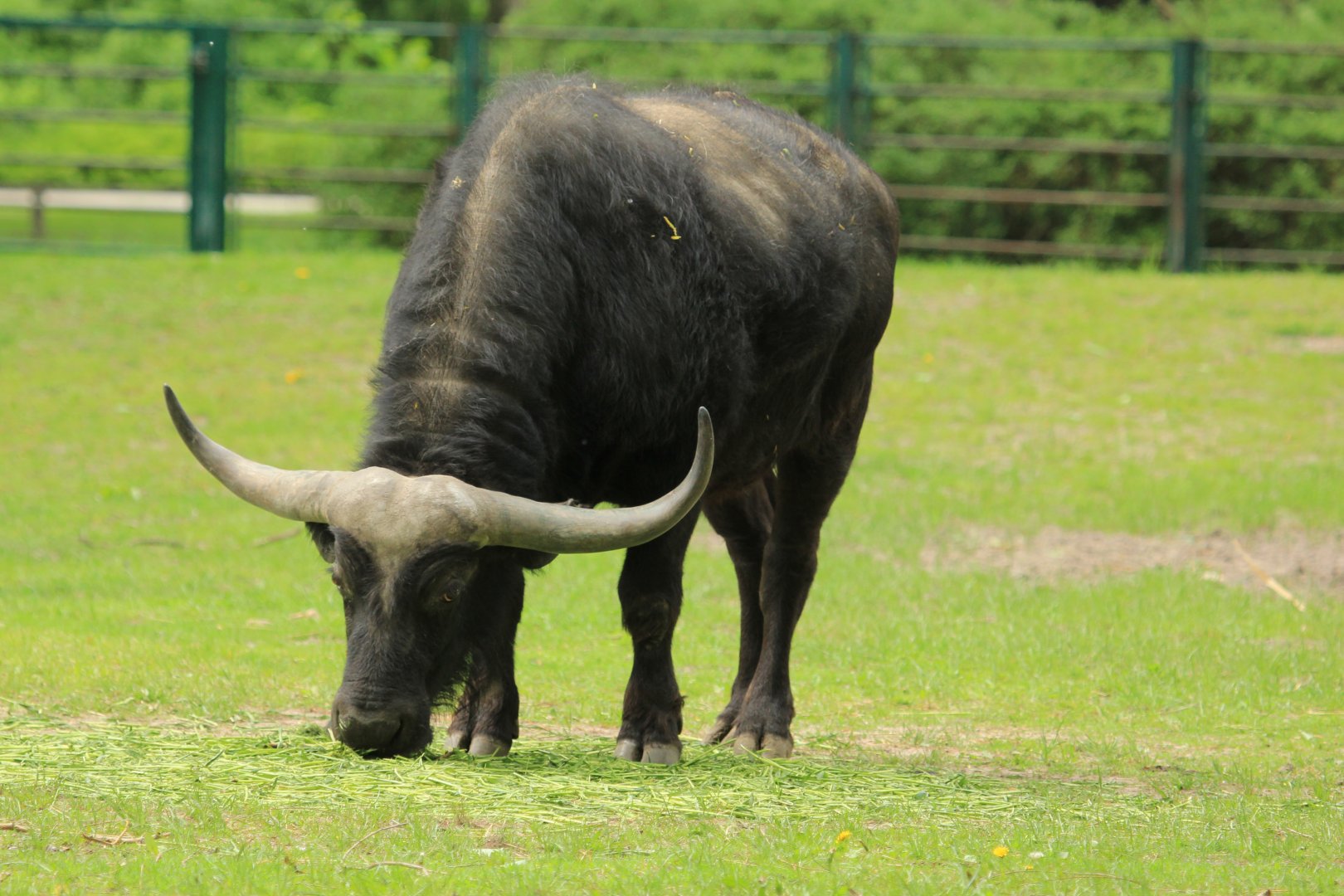 African Buffalo (April 2018)