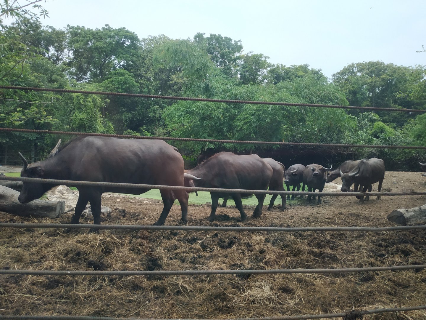 African buffalo ? Asian water buffalo ?
