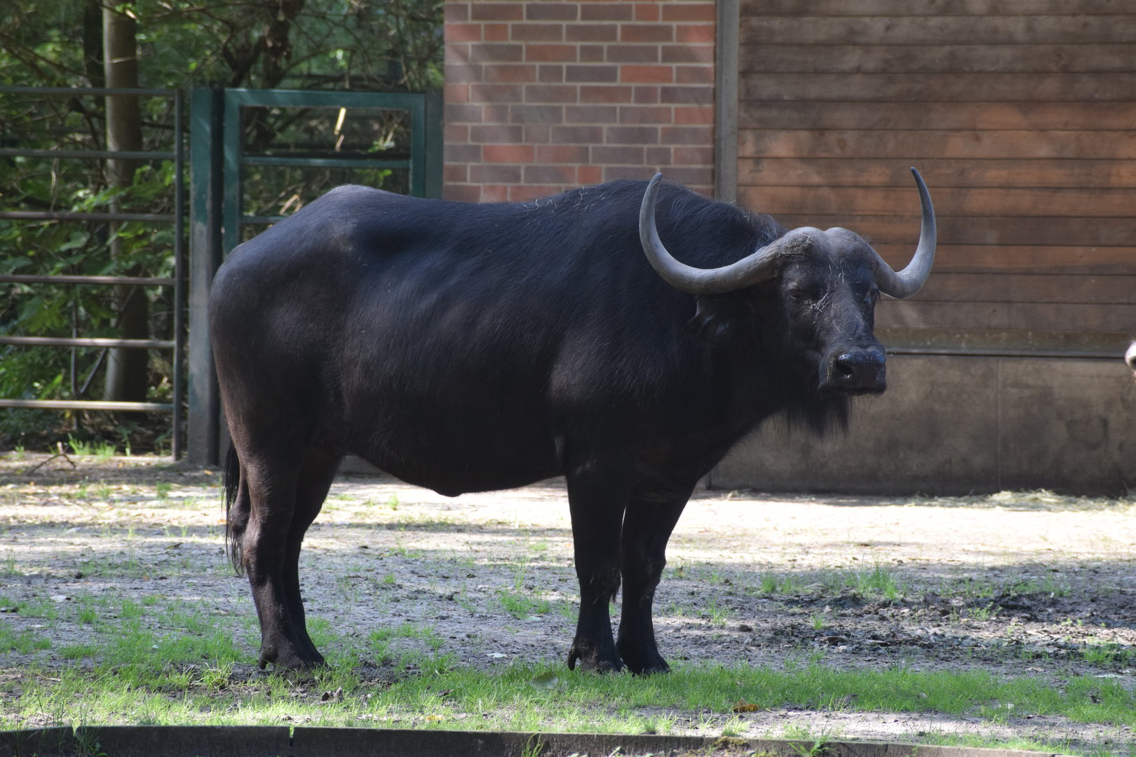 African buffalo - August 2023
