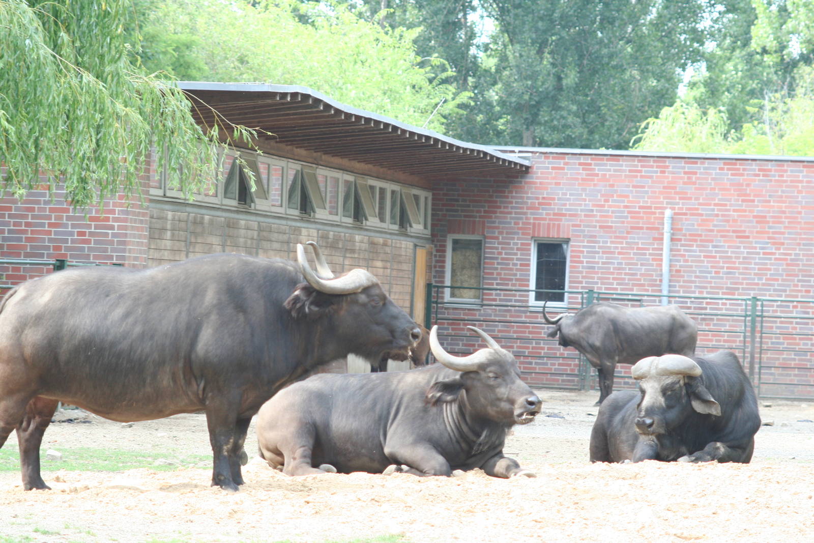 African buffalo - Berlin tierpark July 08