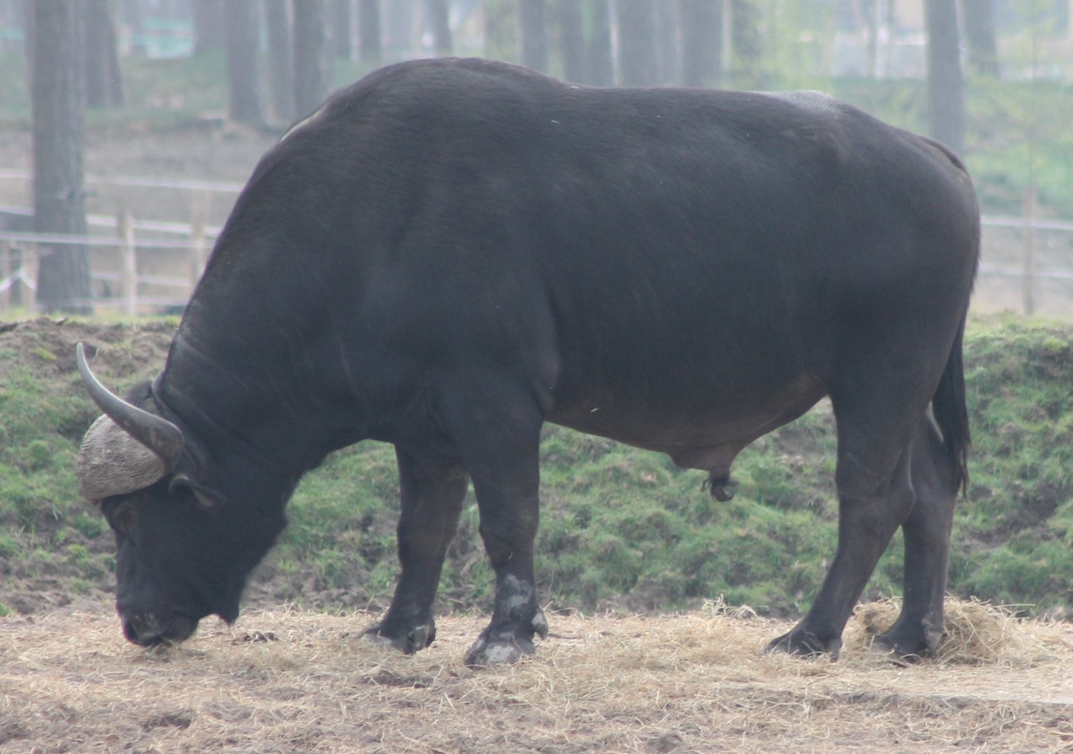 African buffalo - bull