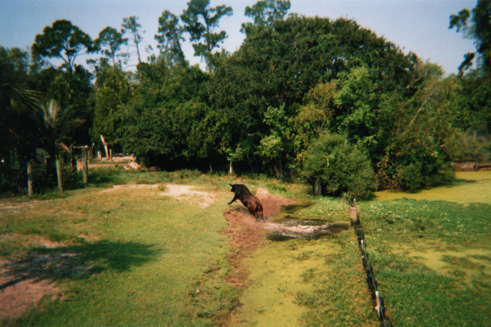 African Buffalo Charging