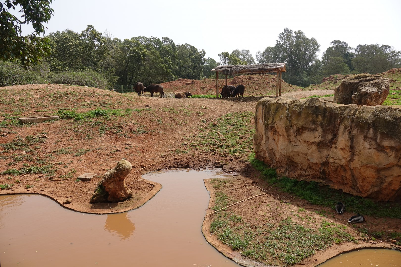 African Buffalo Enclosure