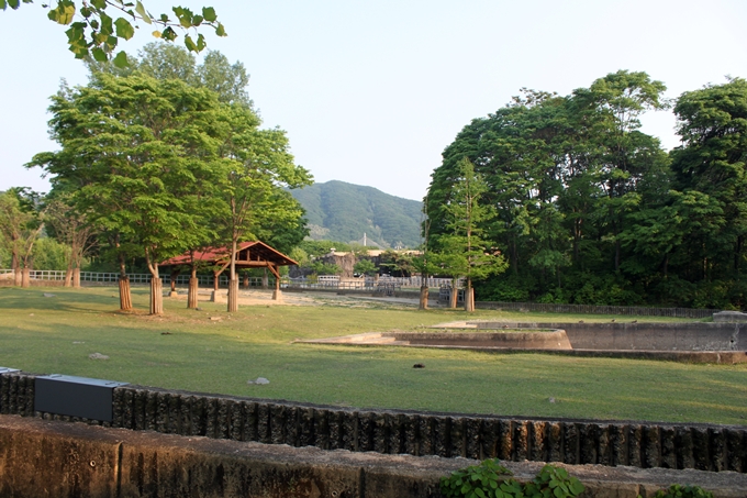 African buffalo exhibit