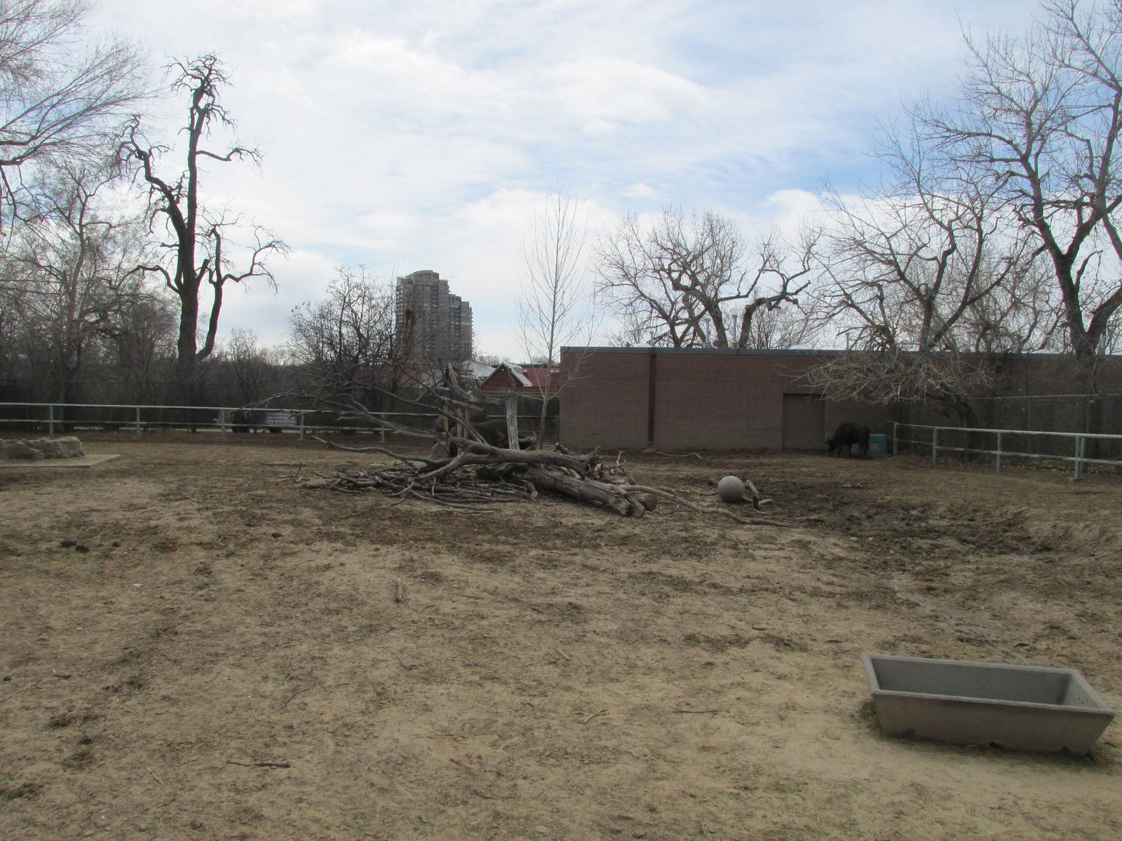 African Buffalo Exhibit