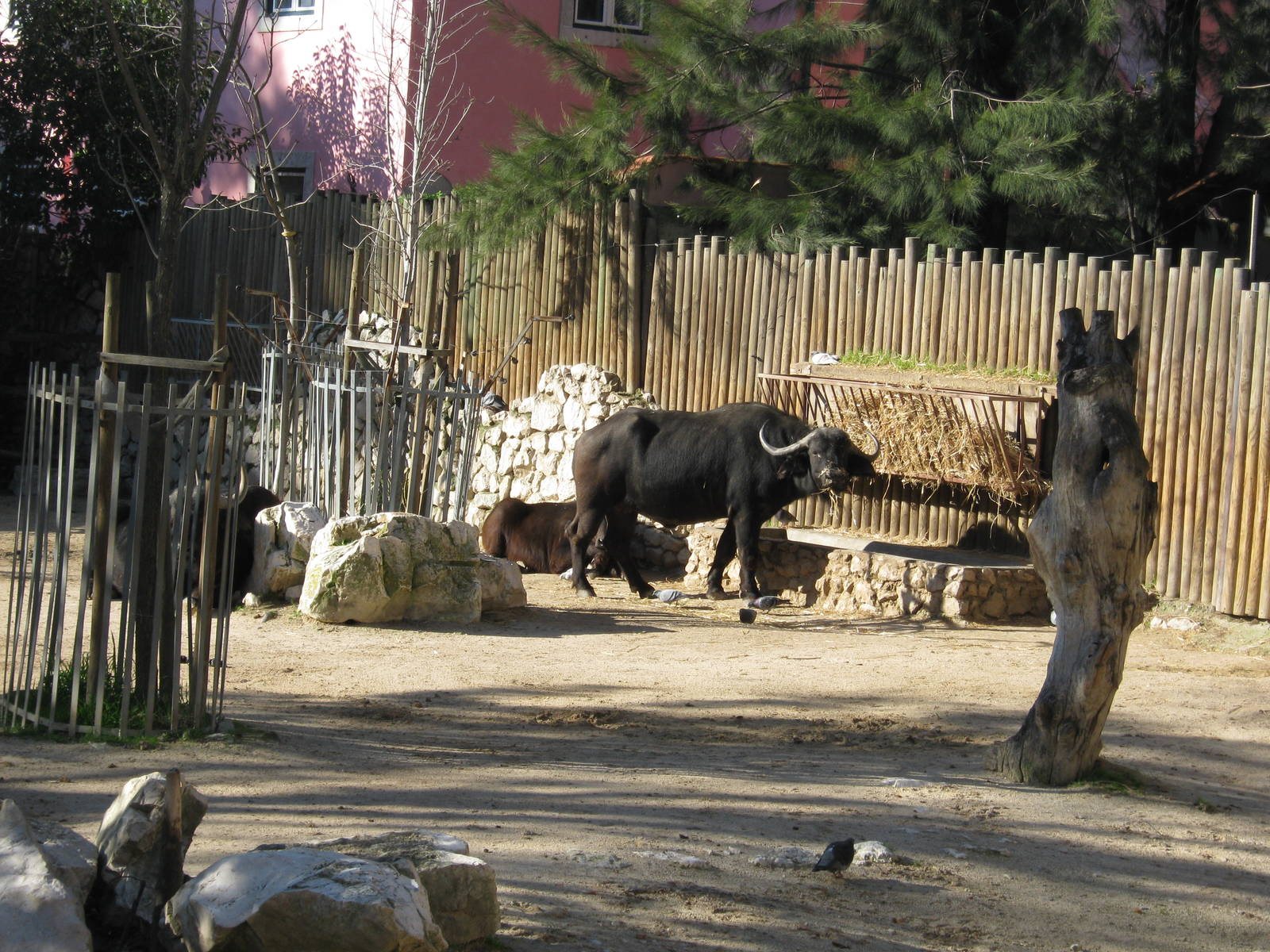 African Buffalo Herds