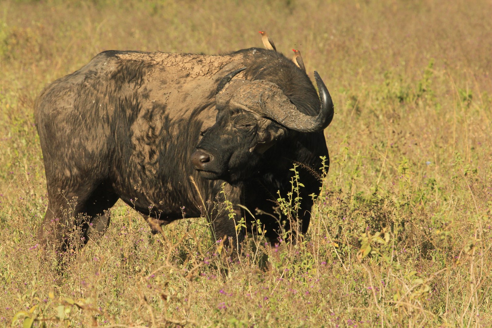 African Buffalo - Lake Nakuru NP (September 2018)