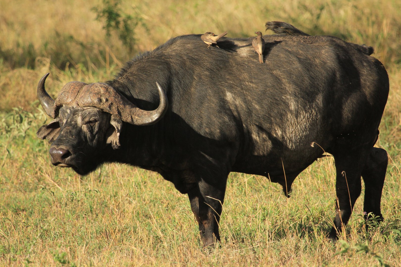 African Buffalo - Serengeti (September 2018)