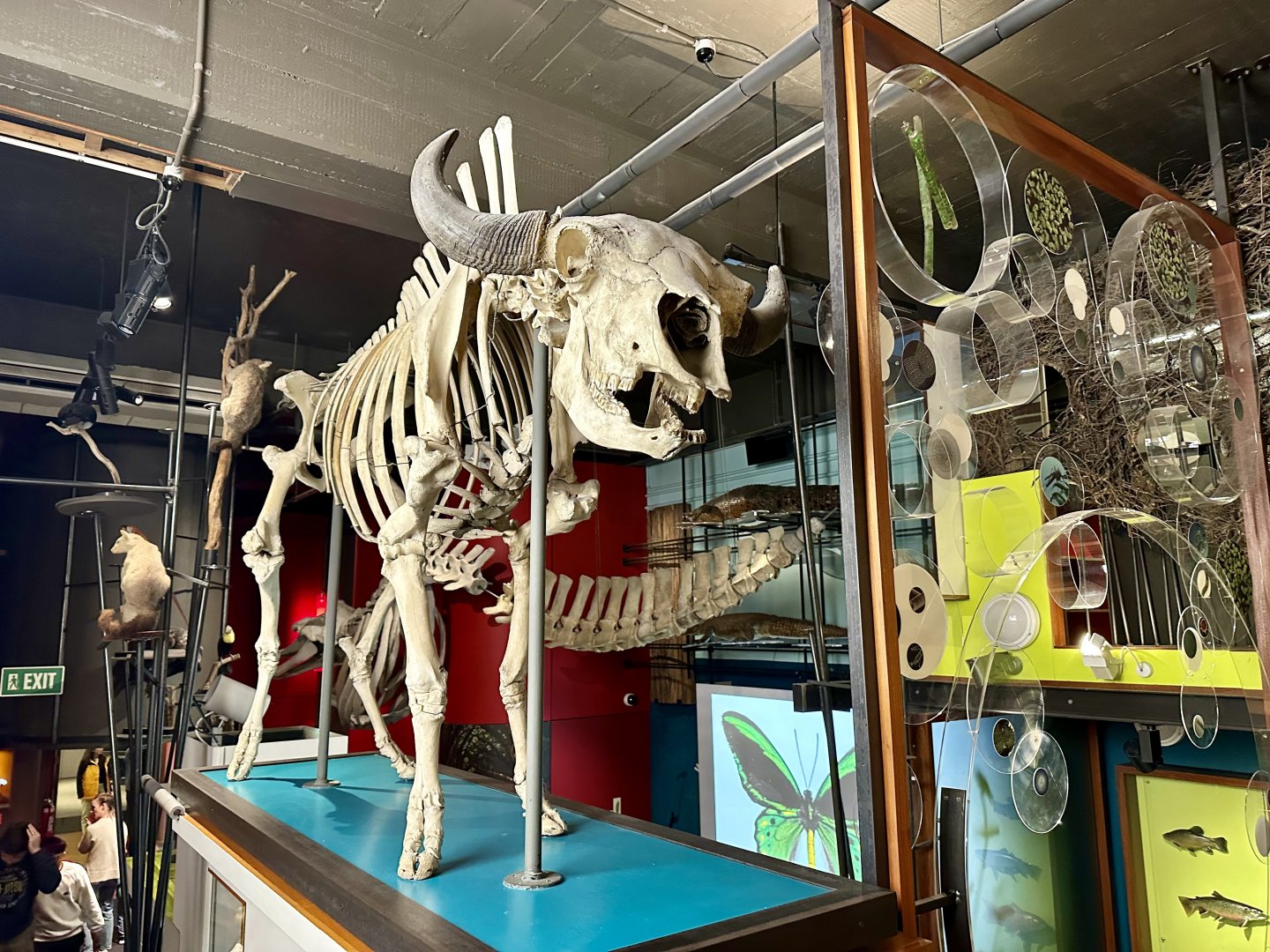 African Buffalo (Skeleton)