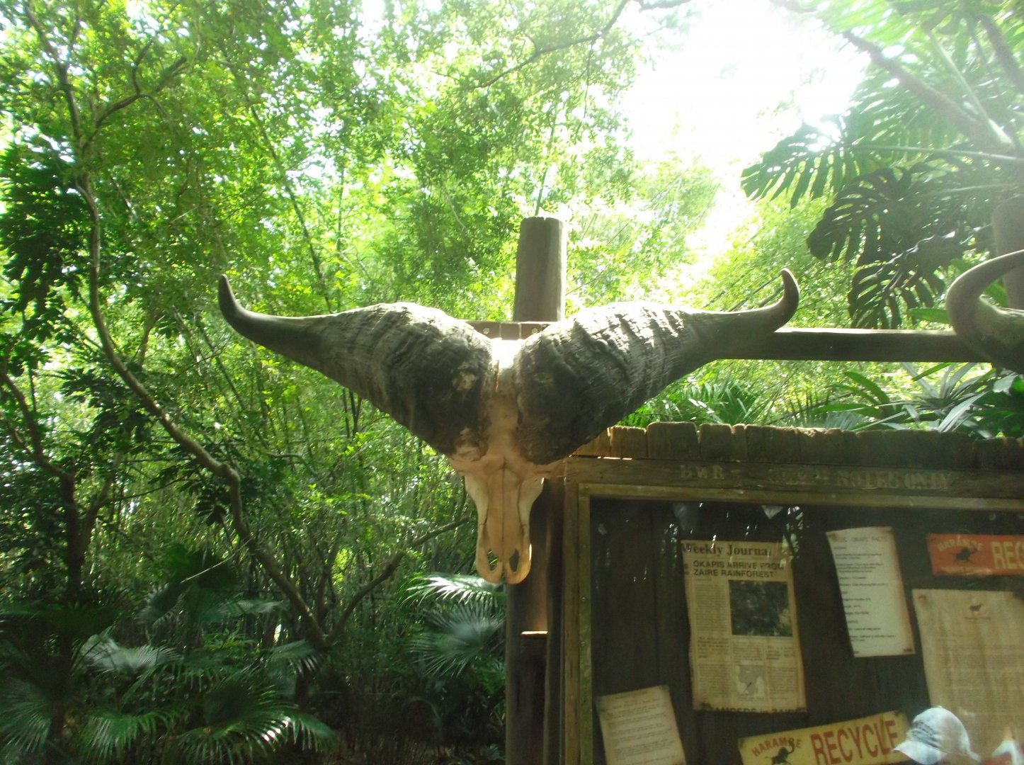African Buffalo Skull, Pangani Forest Exploration Trail
