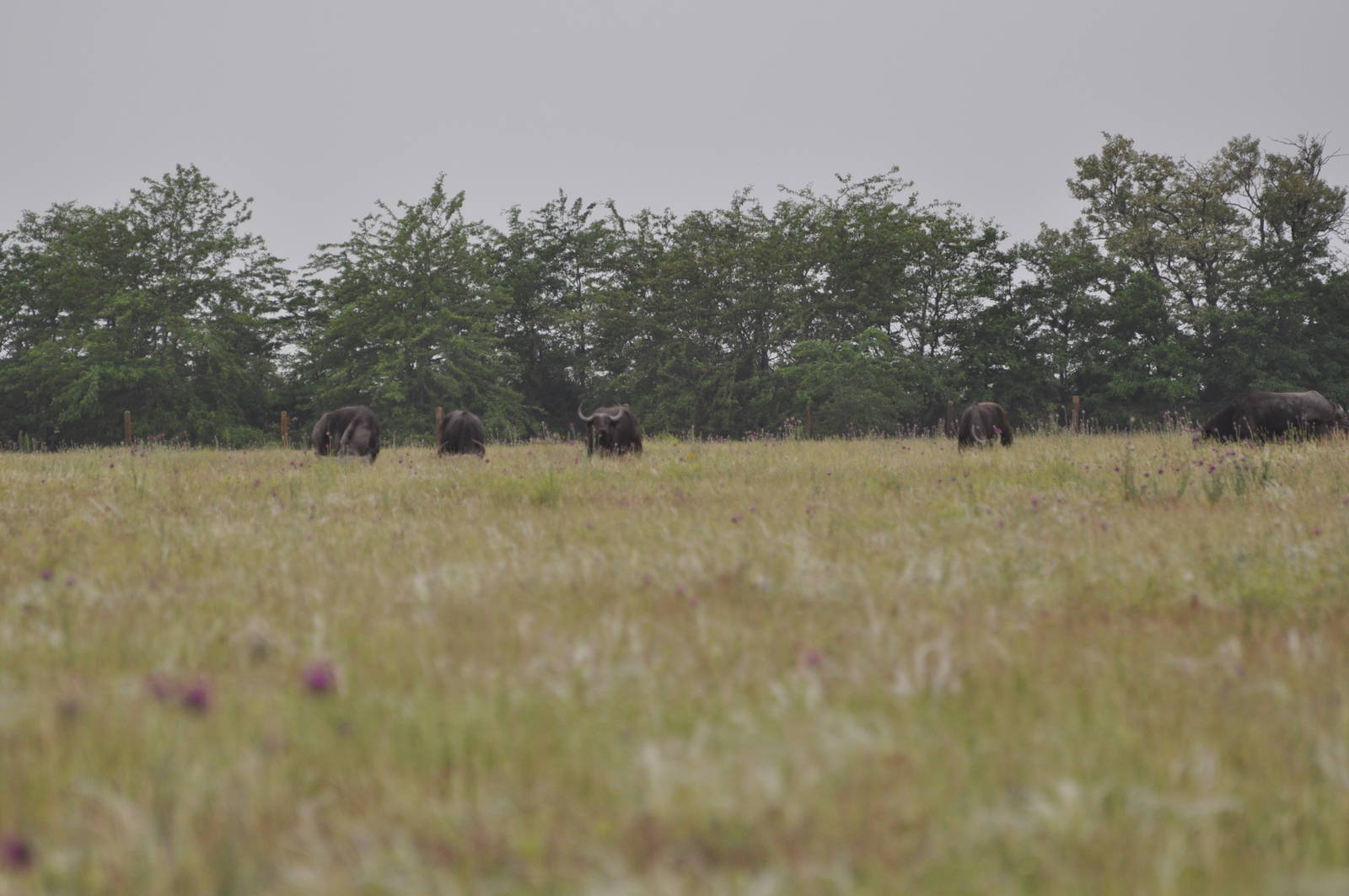 African buffalo/ Syncerus caffer