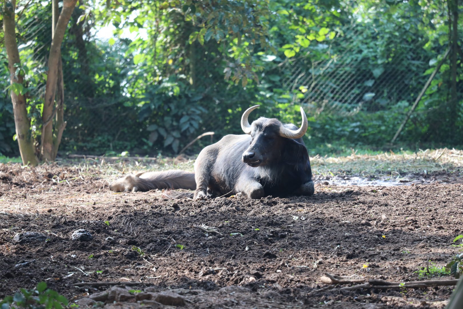 African buffalo (Syncerus caffer)