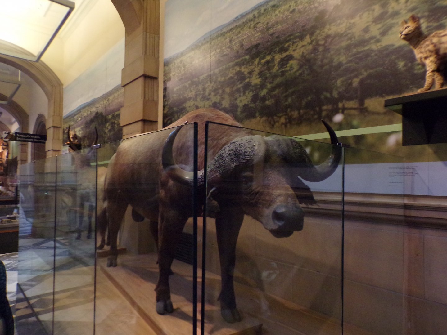 African buffalo (taken at Kelvingrove museum) 12.2.24