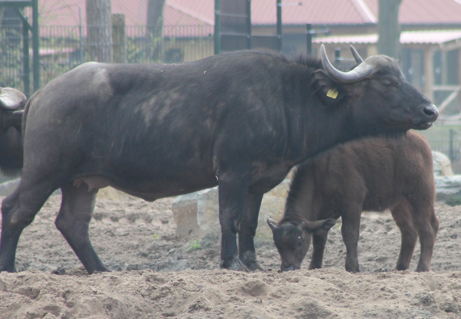 African buffalo with calf